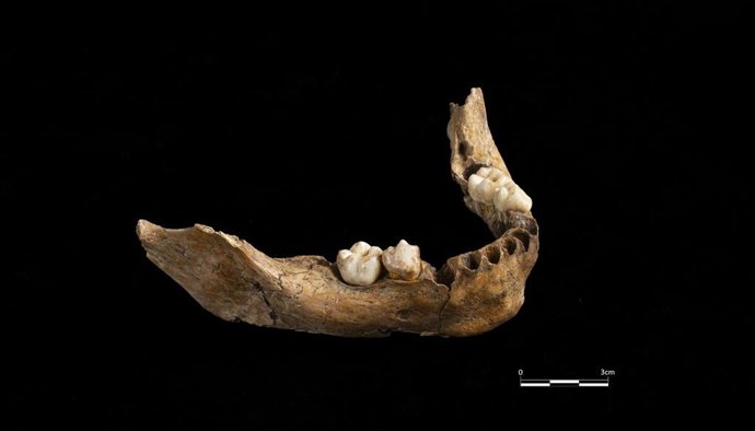 Archivo - Hallan una mandíbula humana de hace 15.000 años en Vimbodí i Poblet (Tarragona)