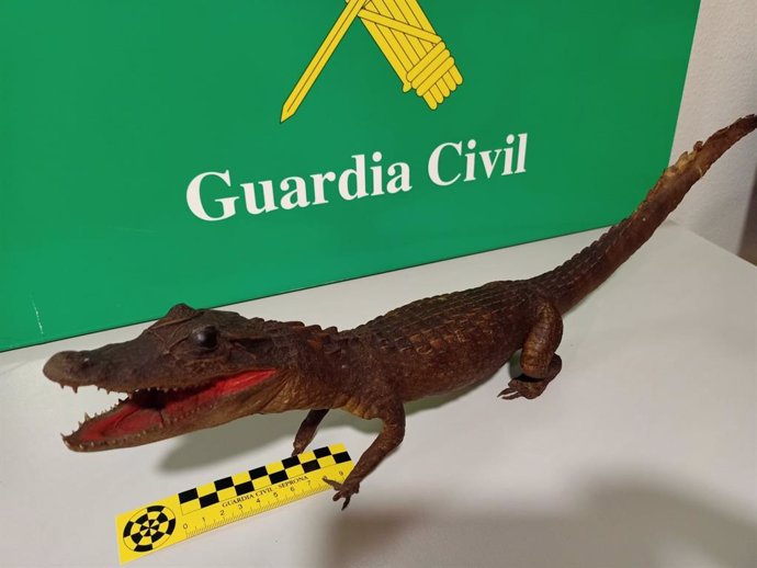 Archivo - Ejemplar de 'caimán cocodrilus' naturalizado intervenido en A Coruña en un operativo contra el tráfico ilegal de especies.