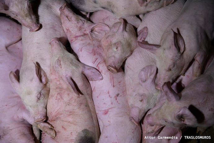Archivo - Una macrogranja de cerdos