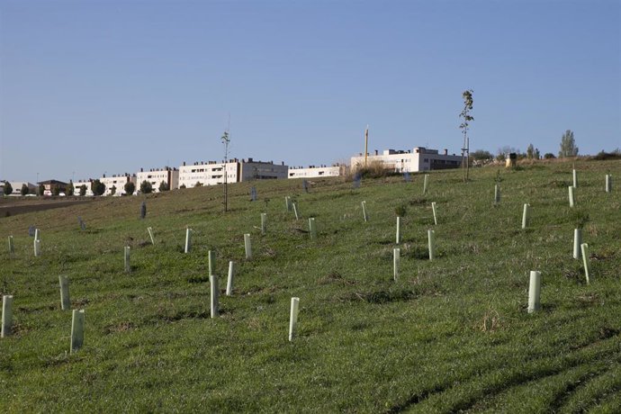 Imagen de una plantación.
