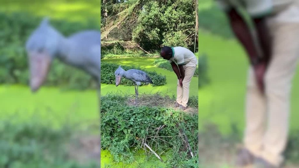 La delicadeza de este cuidador para acariciar a una enorme cigüeña africana