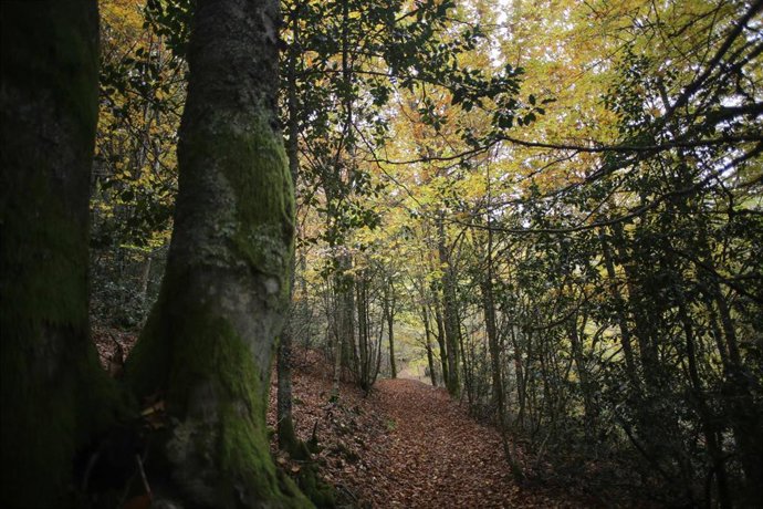 Las hojas caídas de las hayas cubren el suelo del Hayedo de Busmayor dentro de los Ancares Leoneses, a 27 de octubre de 2022, en El Bierzo, León, Castilla y León (España). El hayedo de Busmayor es uno de los bosques de hayas mejor conservados de toda Es