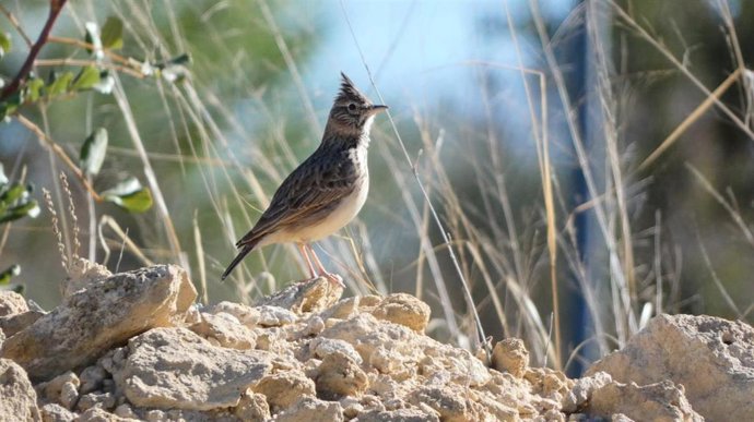 Hallan ejemplares de cogujada montesina en el paraje natural les Moles