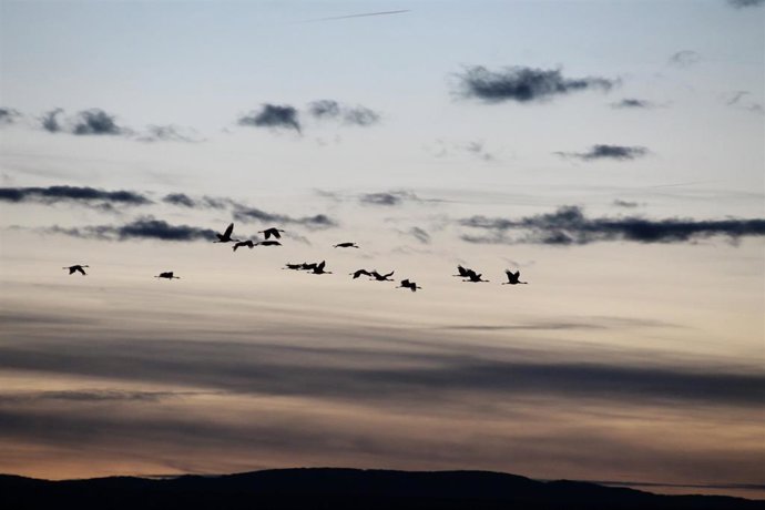 El Centro de Interpretación de la Reserva, ubicado en la carretera entre Bello y Tornos, lleva a cabo visitas guiadas gratuitas para conocer a estas aves migratorias.