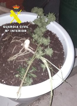 Una de las plantas con marihuana robada en una vivienda del alfoz de Burgos.