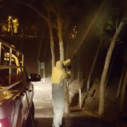 Un operario aplica el tratramiento contra la procesionaria del pino en Málaga