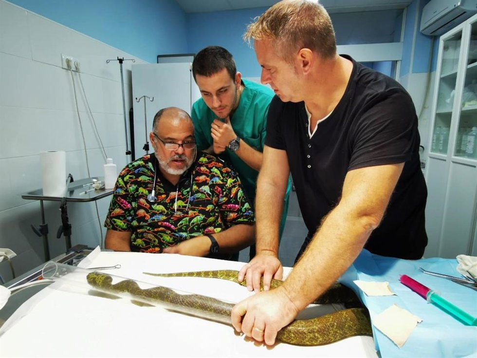Operan en Valncia a una serpiente de Terra Natura Benidorm para extraer cinco de sus colmillos