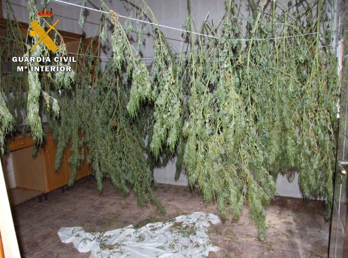 1.559 Gramos De Cogollos De Marihuana Y 37 Plantas  En Villarrobledo.