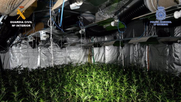Plantes de marihuana localitzades en un habitatge de Puigverd de Lleida