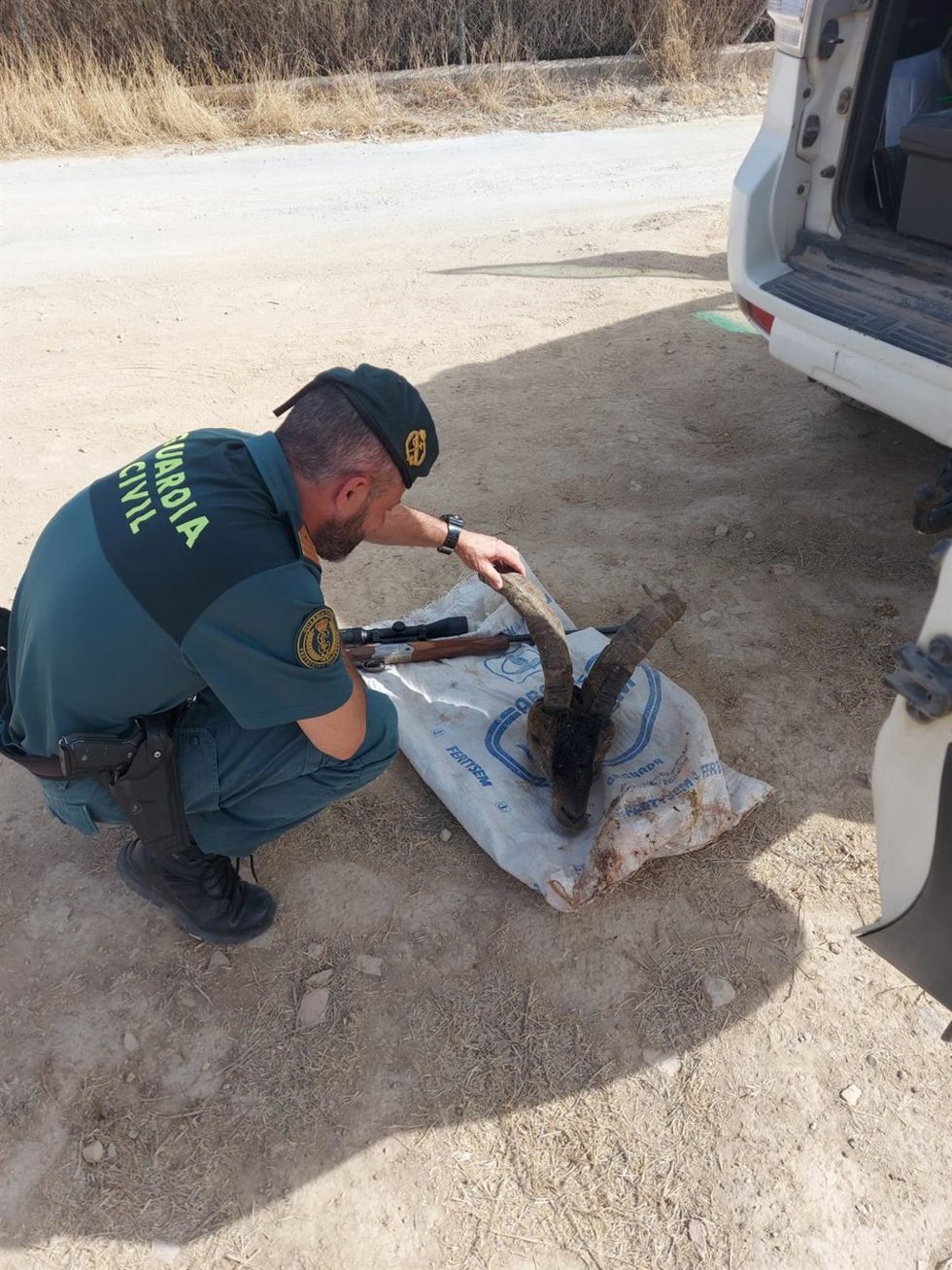 Investigación por caza furtiva de un macho de cabra montés