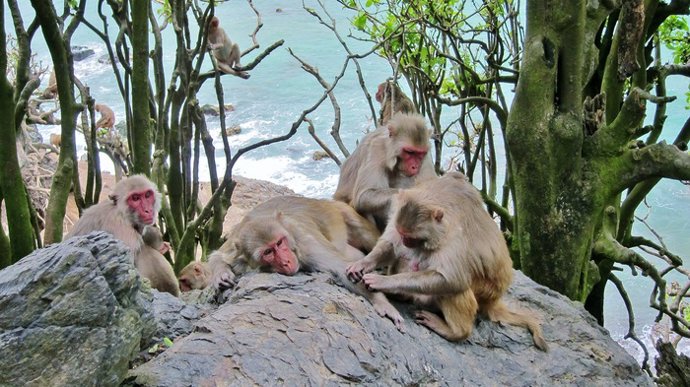 'Macacos Rhesus' En Cayo Santiago (Puerto Rico) Acicalándose Unos A Otros