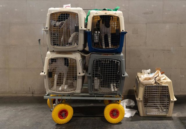 Archivo - Varios perros en sus transportines