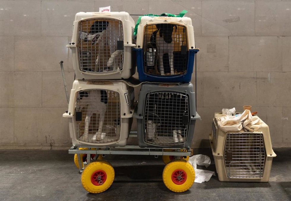 Archivo - Varios perros en sus transportines