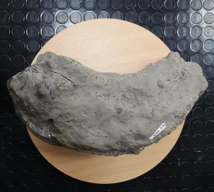 Roca con fósil de pez en su interior