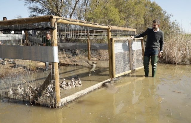 Fernández-Pacheco participa en Doñana en la suelta de 30 ejemplares de la especie de pato más amenazada de Europa .