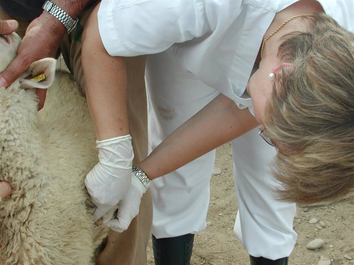 Vacunación del ganado.