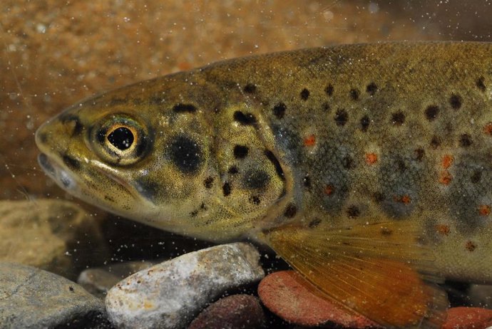 Archivo - Trucha común.