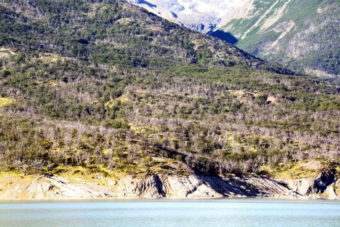 Archivo - Árboles muertos y vivos de Nothofagus pumulio debido a la sequía de 2011-2012 cerca de Lago Argentino, en Los Andes de la Patagonia argentina (Santa Cruz, Argentina).