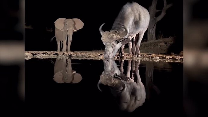 Las impresionantes imágenes nocturna de los animales en libertad en una reserva de Sudáfrica