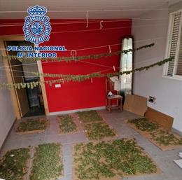 Cogollos de marihuana intervenidos en Motril (Granada)