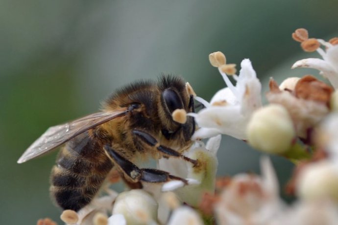 Abeja melífera