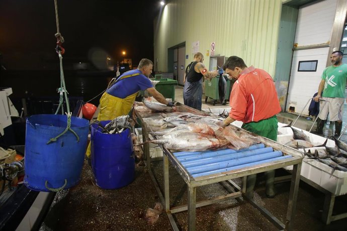 Archivo - Pescadores limpian el bonito tras su recogida en el mar, a 12 de agosto de 2022, en el puerto de Burela, Lugo, Galicia (España). A mediados del pasado junio comenzaron las descargas de bonito en el puerto de Burela y ahora la temporada llega a