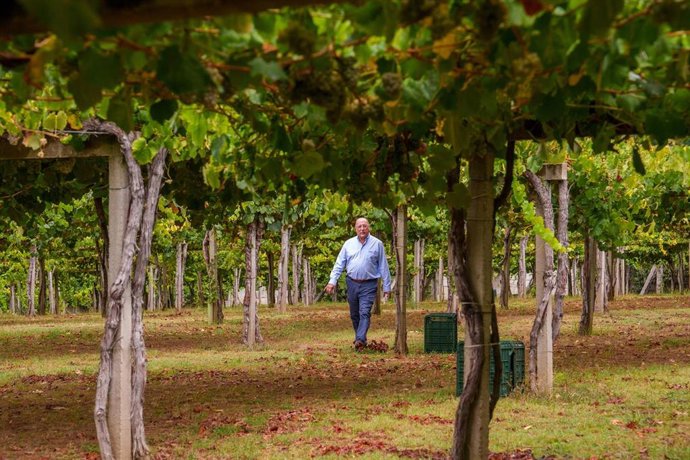 Archivo - Carlos Moro en los viñedos de Viña Caeira