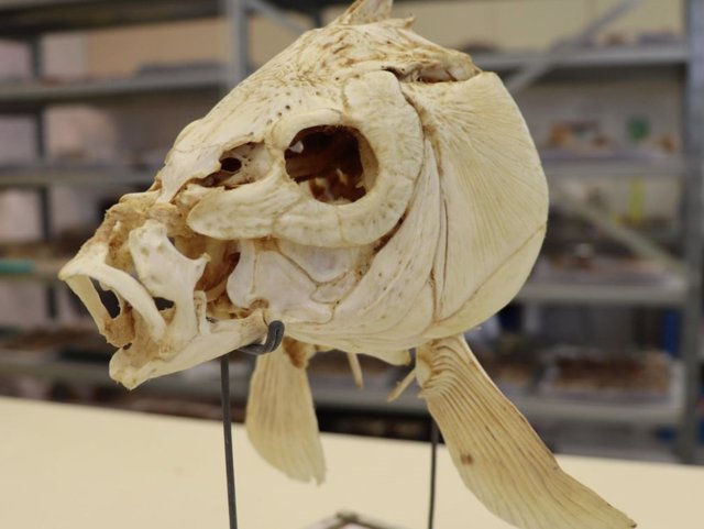 El cráneo de carpa que se presenta pertenece a las Colecciones de Historia Natural que se encuentran en el Museo de Historia Natural Steinhardt.