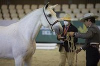 El Salón Internacional del Caballo de Sevilla arranca su 32 edición con visitas institucionales y competiciones