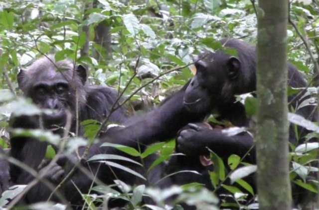 Un chimpancé adulto le muestra una hoja a su madre.