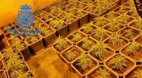 Intervenidas 1.300 plantas de marihuana en seis viviendas de El Puerto, Puerto Real y Sanlúcar (Cádiz)