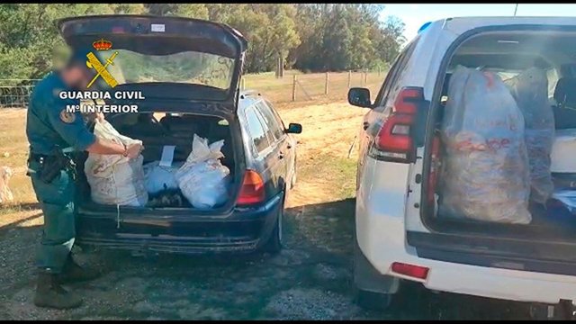 La Guardia Civil ha intervenido 7.500 kilogramos de piñas de pino piñonero en diversas actuaciones en el término municipal de Almonte.