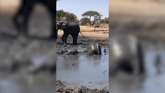 Este bebé elefante intenta salir del barro y las cámaras captan la graciosa escena