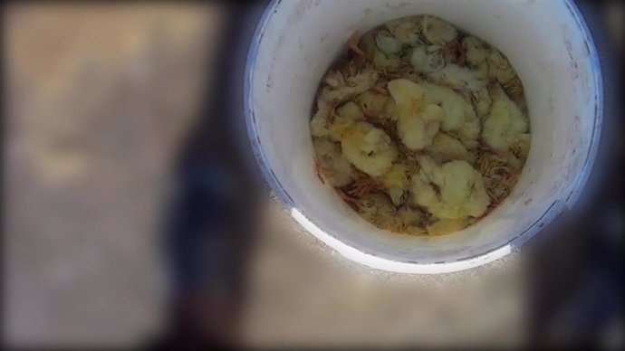 Imágen de pollos muertos en un cubo en una de las granjas en las que se ha realizado el reportaje de investigación.