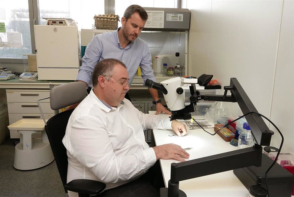 La Universidad de Málaga contará con 975.000 euros para analizar celular y molecularmente cada uno de los minicorazones y biorobots que se construyan.