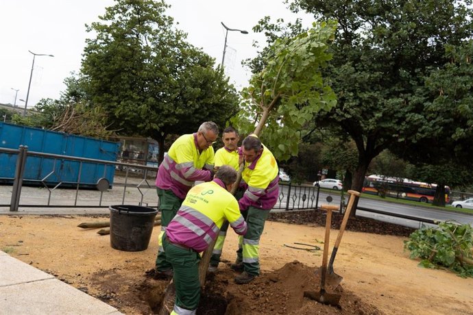 Operarios plantando nuevos árboles en el Prado de San Sebastián, una operación con la que oficialmente ha empezado la nueva campaña de plantaciones del Ayuntamiento de Sevilla.