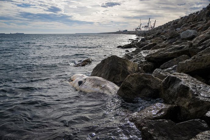 Una balena encallada al passeig de l'Escullera de Barcelona