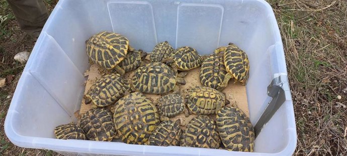 Tortugas mediterráneas liberadas este martes en Bovera (Lleida)