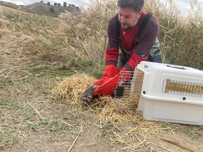 Alliberament d'un turó a Raimat Natura