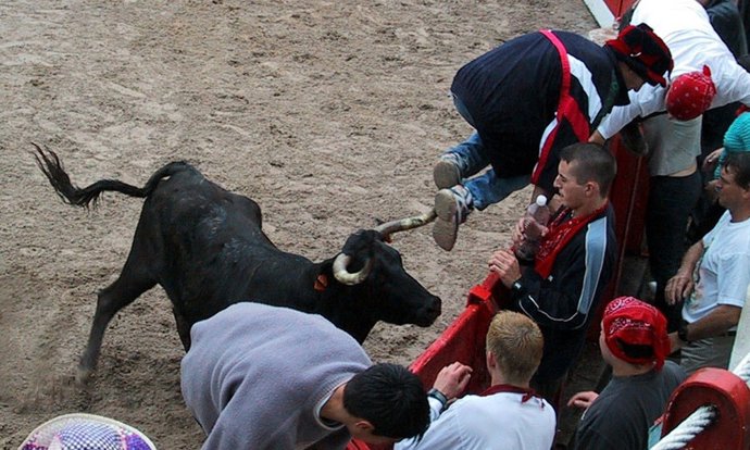 Archivo - Suelta de vaquillas en la Plaza de Toros de Ampuero