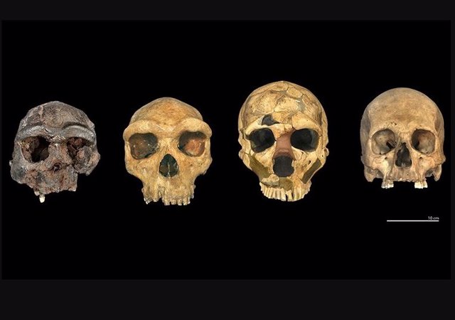 Cuatro especies humanas están representadas aquí (H. Erectus, H. Heidelbergensis, H. Neanderthalensis, H. Sapiens).