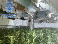 Desmantelado un cultivo de marihuana con 514 plantas en un chalet de El Puerto (Cádiz)