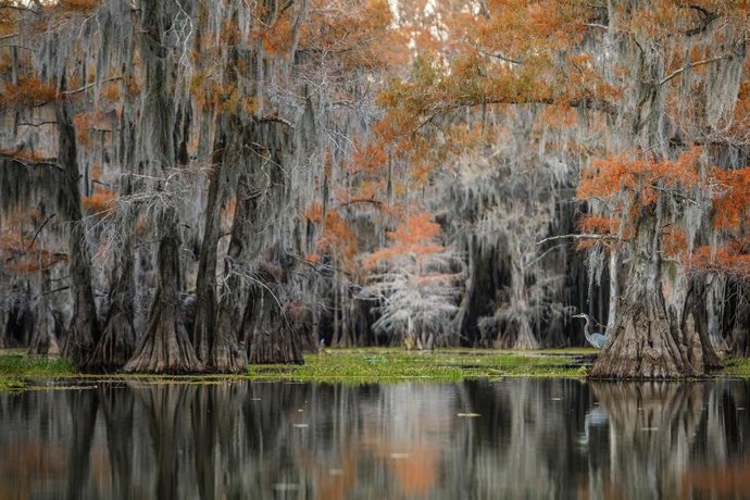 Archivo - Fotografía 'Jardín secreto' José Miguel Palao Quílez, ganador absoluto FIO 2022.