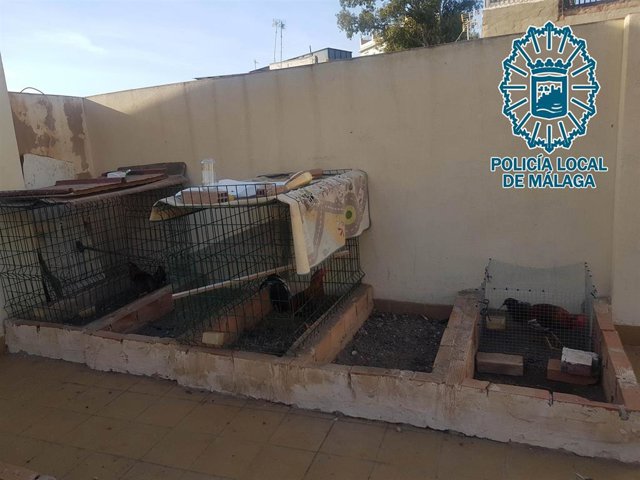 Desmantelan un criadero ilegal de gallos de pelea e intervienen ocho ejemplares