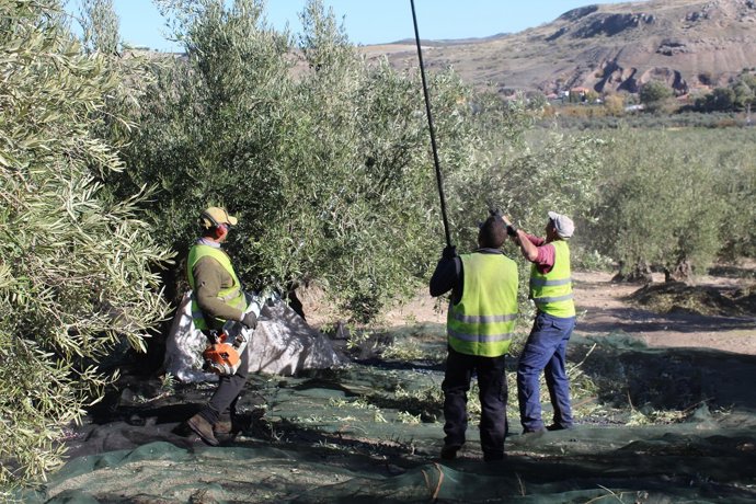 Temporeros trabajando en la recogida de aceituna