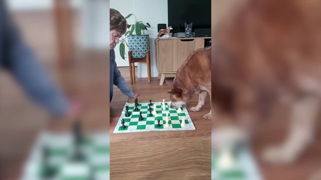 Lo nunca visto: un perro jugando al ajedrez