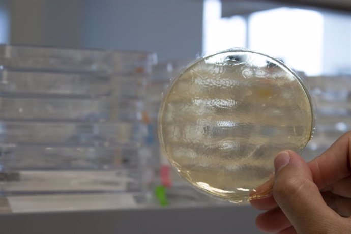 Archivo - Bioplástico creado por investigadores del IHSM La Mayora de Málaga