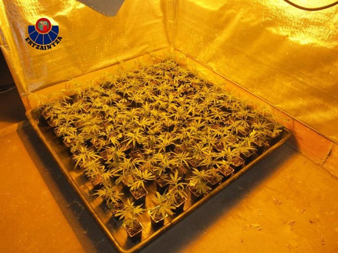 Plantación de marihuana