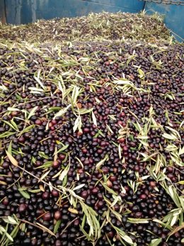 Archivo - Remolque de aceitunas