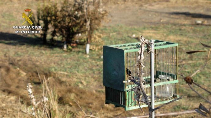 Captura ilegal de aves fringílidas.